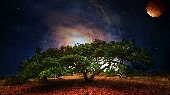 cielo, naturaleza, atmósfera, árbol, luna, noche, estrellado, objeto astronómico, fenómeno, paisaje, universo, oscuridad, árbol solitario, ciencia ficción, estrella, arte fantasía, Fondo de pantalla HD HD wallpaper