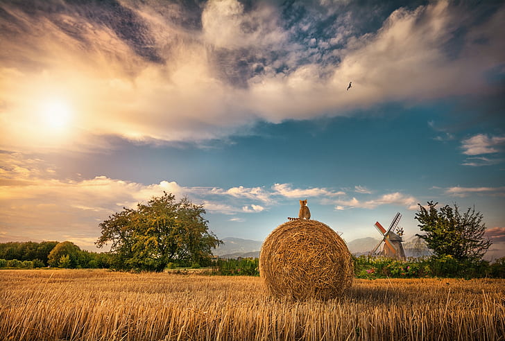 field, cat, the sky, clouds, trees, bird, hay, mill, stubble, Kip, HD wallpaper
