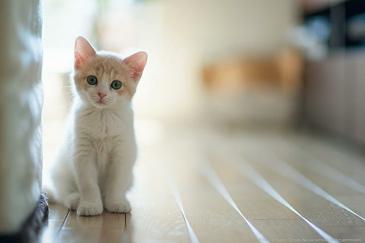Gato blanco, casa, gatito, blanco, animal, animales, Fondo de pantalla HD |  Wallpaperbetter