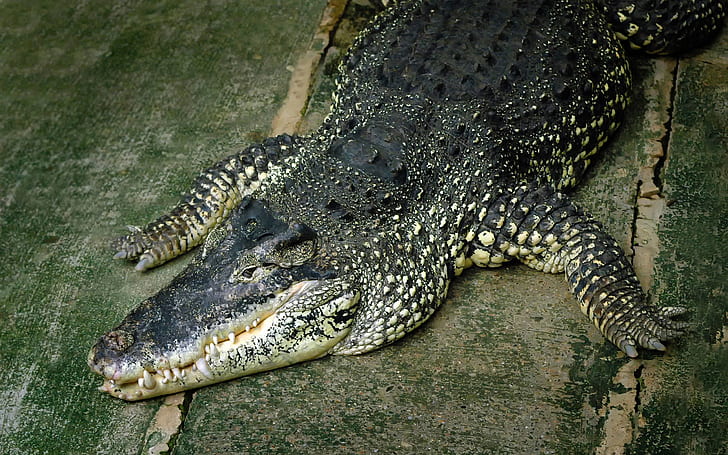 reptiles, crocodiles, animals, HD wallpaper