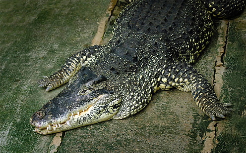 reptiles, cocodrilos, animales, Fondo de pantalla HD HD wallpaper