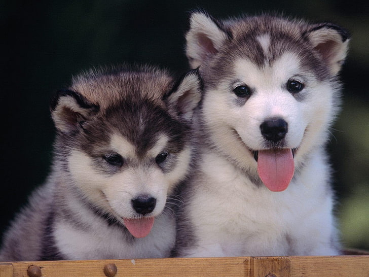 Alaskan Malamute Puppies, two white-and-black Siberian Husky puppies, Animals, Dog, cute, black and white, HD wallpaper