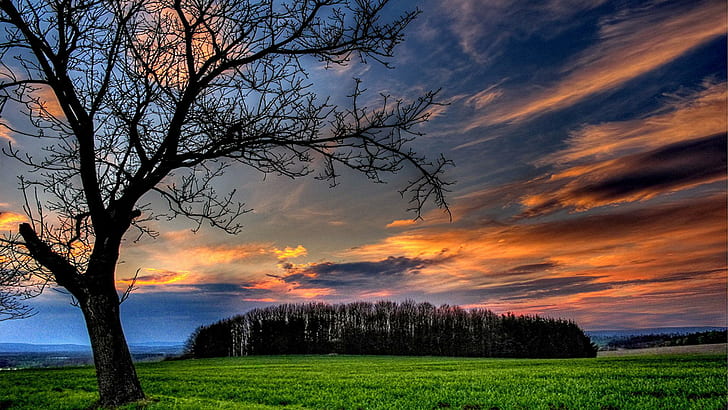 Himmlischer Sonnenuntergang, grünes Gras, Dämmerung, Abend, Wiese, Baum, Sonnenuntergang, Wald, Feld, Gold, Himmel, Dämmerung, Wolken, 3d und abstrac, HD-Hintergrundbild