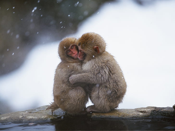 Monkeys embrace heating in the cold winter, Monkey, Cold, Winter, HD wallpaper