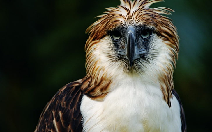 Eagle, Philippines, Bird, Head, Feathers, Beak, Carnivore, HD wallpaper