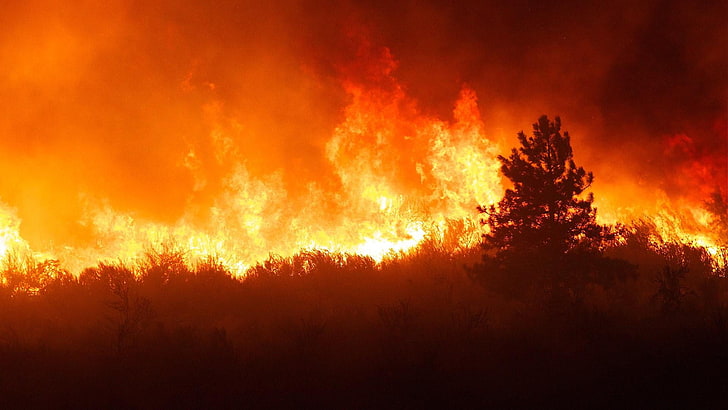 hutan, api, pohon, kehancuran, bencana, bencana, kebakaran hutan, Wallpaper HD