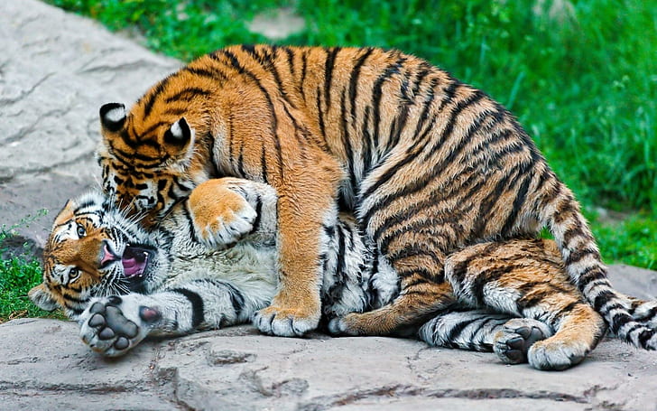 *** Tigress With Little Tigger ***, 2 brown and white tigers, tygrysica, tygrysy, mlode, zwierzeta, animals, HD wallpaper
