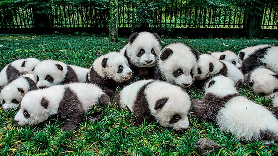 cute, panda bear, panda, giant panda, bear, panda bears, baby bear, baby, HD wallpaper HD wallpaper