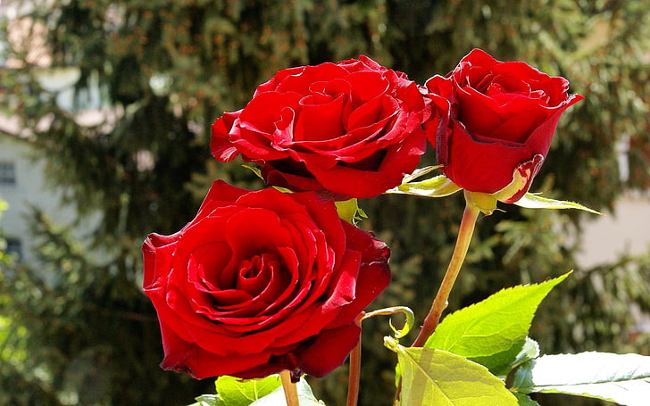 three red roses, roses, flowers, flower, sun, wood, bright, HD wallpaper