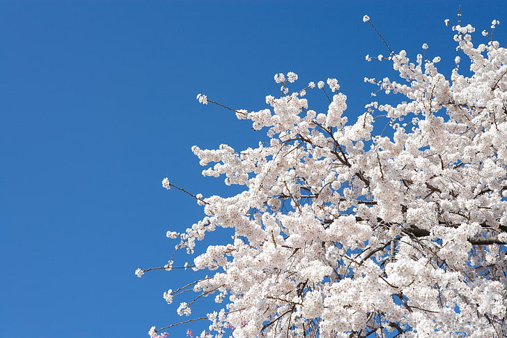 белое лиственное дерево, цветы, вишня, дерево, весна, сакура, белый, природа, цветение, цветение, HD обои
