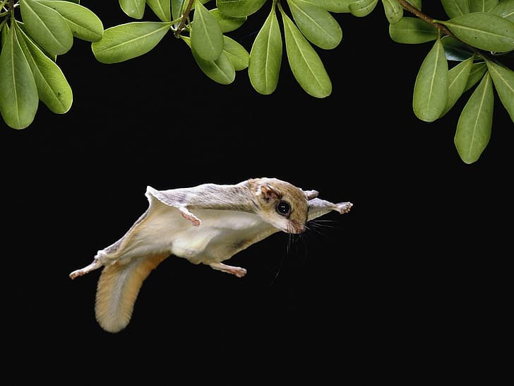 leaves, flight, protein, flying squirrel, HD wallpaper