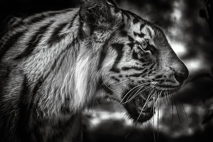 twarz, tygrys, portret, czarno-biały, profil, dziki kot, monochromatyczny, Tapety HD