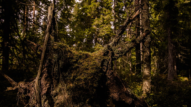 Wald, Norwegen, HD-Hintergrundbild