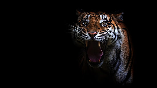 language, eyes, look, face, tiger, portrait, teeth, mouth, fangs, evil, black background, unhappy, aggression, wild cat, growls, roar, the threat, HD wallpaper HD wallpaper