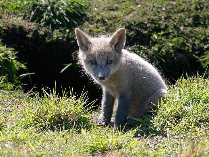 gray fennec fox, cub, fox, sit, HD wallpaper