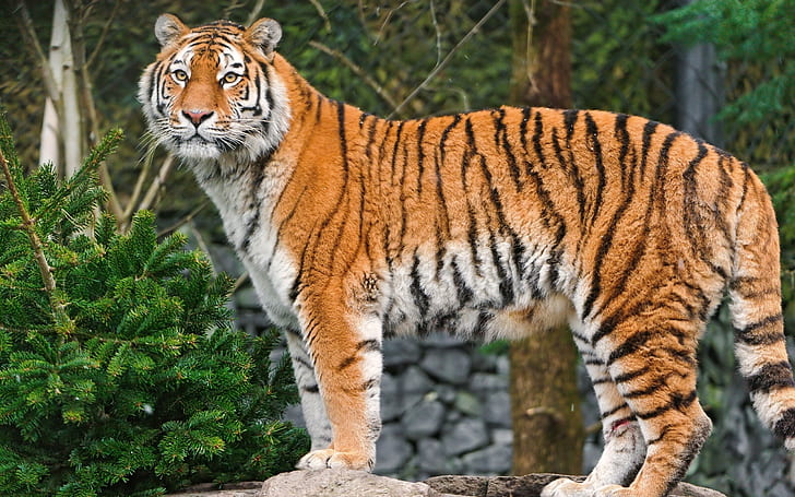 animals, tiger, big cats, mammals, injured, HD wallpaper