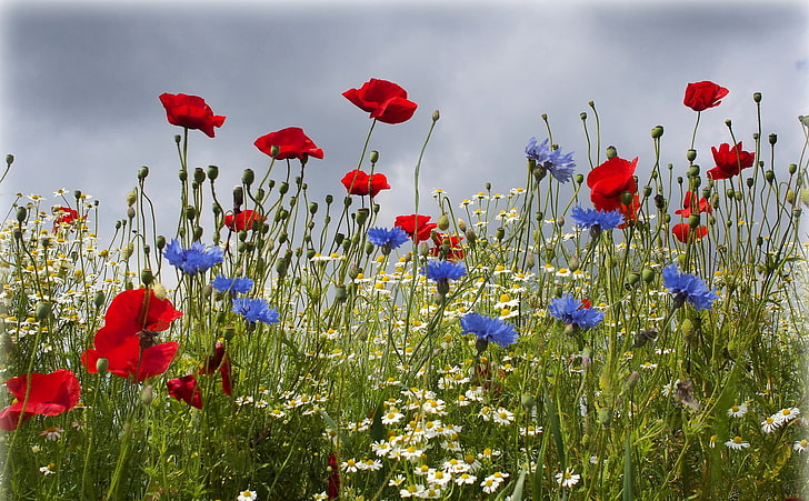 red and blue flowers, field, summer, flowers, Maki, chamomile, cornflowers, HD wallpaper