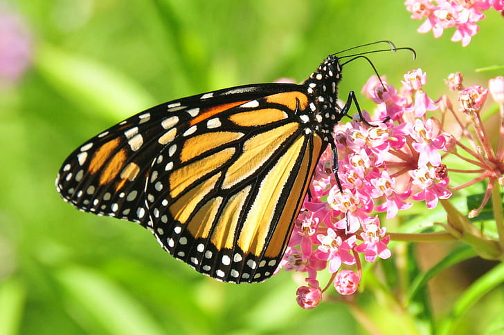 Monarch Butterfly on pink petaled flowers, swamp milkweed, sand lake, swamp milkweed, sand lake, Swamp Milkweed, Sand Lake, NWR, Monarch Butterfly, pink, flowers, Pollinators, FWS, USFWS, Conservation, Wildlife, Nature, insect, butterfly - Insect, flower, animal Wing, beauty In Nature, animal, summer, multi Colored, close-up, HD wallpaper
