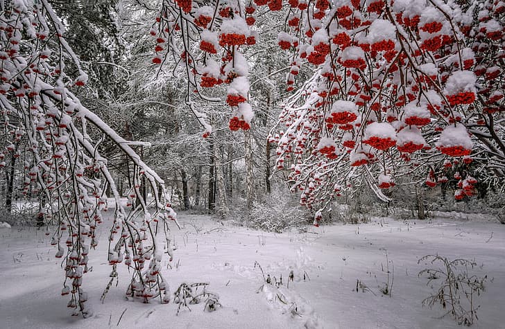 winter, forest, snow, trees, branches, berries, Russia, Rowan, bunches, Лора Павлова, HD wallpaper