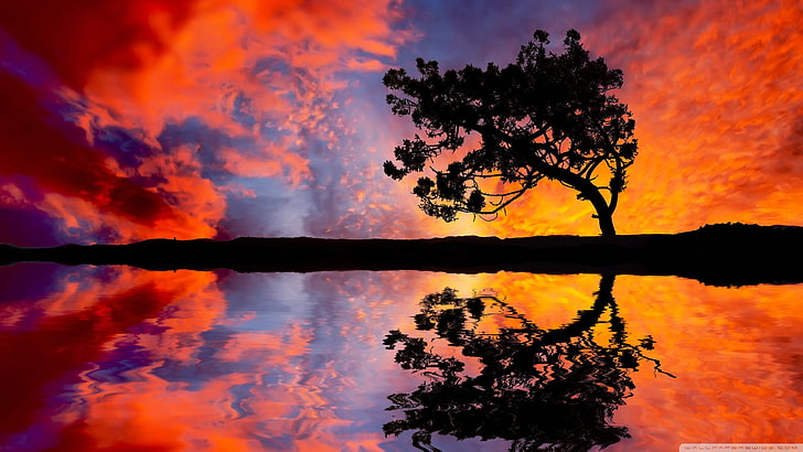 silhouette photo of tree, nature, reflection, clouds, trees, sky, landscape, HD wallpaper