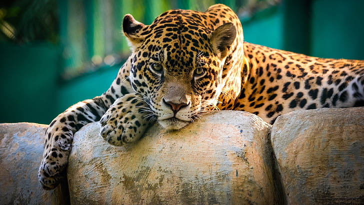 Kucing liar jaguar beristirahat, Kucing liar, Jaguar, Memiliki, Istirahat, Wallpaper HD