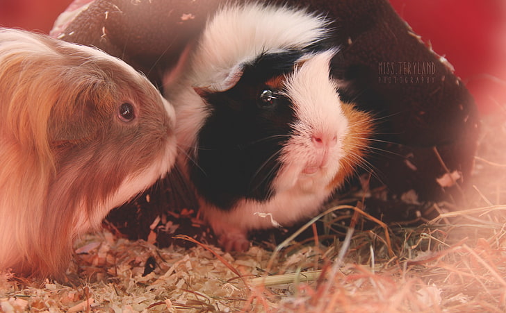 Cute Guinea Pigs, black, white, and brown guinea pig, Animals, Pets, Guinea, close-up, Pigs, HD wallpaper