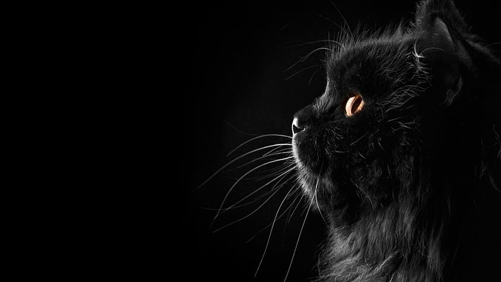 gato preto, gato, preto, fofo, animais, HD papel de parede