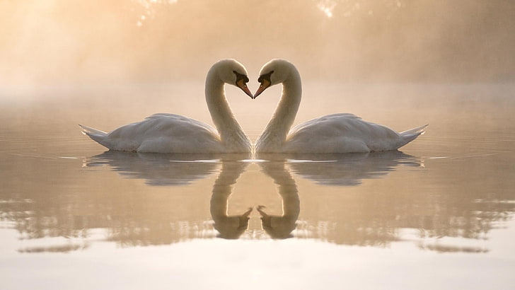 nature love birds swans hearts reflections 1920x1080  Animals Birds HD Art , Love, nature, HD wallpaper