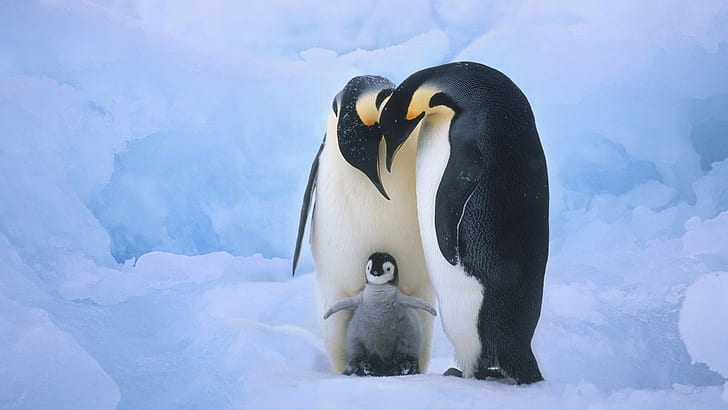 baby, christmas, cute, ice, penguin, HD wallpaper