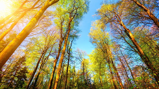 hutan, pohon, langit biru, hari yang cerah, sinar matahari, kayu, sudut rendah, sudut pandang rendah, fotografi, musim gugur, gugur, uhk 5k, 5k, siang hari, Wallpaper HD HD wallpaper