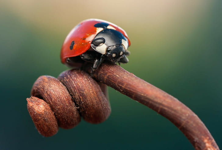 Ladybug on branch macro, branch, ladybug, insect, Macro, HD wallpaper