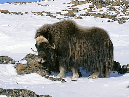 Alaska, animals, arctic, Musk, National, Ox, snow, wildlife, HD wallpaper HD wallpaper