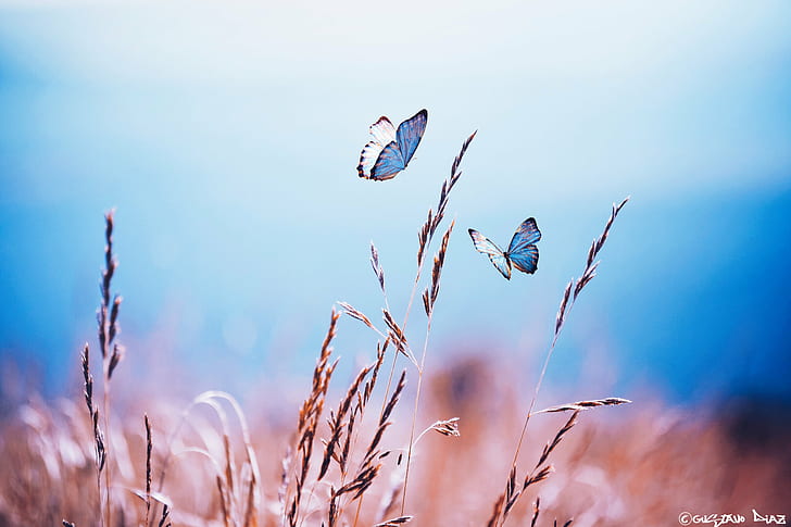 two Morpho butterfly on brown wheat during daytime, butterflies, butterflies, We are, Morpho butterfly, brown, daytime, Photoshop, Photomanipulation, Digital Art, Composite, Nature, Field, Wheat, Butterflies, Beautiful, Mariposas, Campo, Colorido, Colorful, plant, summer, blue, outdoors, meadow, rural Scene, HD wallpaper
