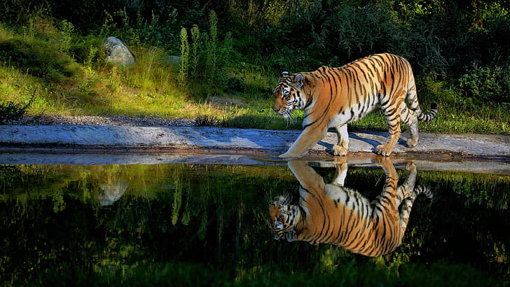 Koty, Tygrys, Duży Kot, Odbicie, Dzika przyroda, drapieżnik (Zwierzę), Tapety HD