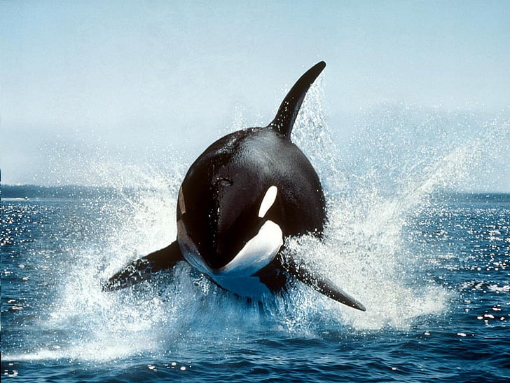 whale, orca, animals, HD wallpaper
