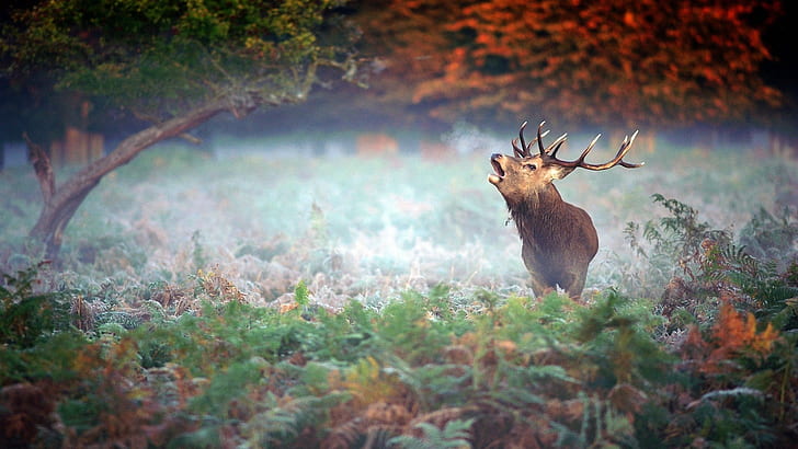 Elch, Nebel, Natur, Herbst, Tiere, HD-Hintergrundbild