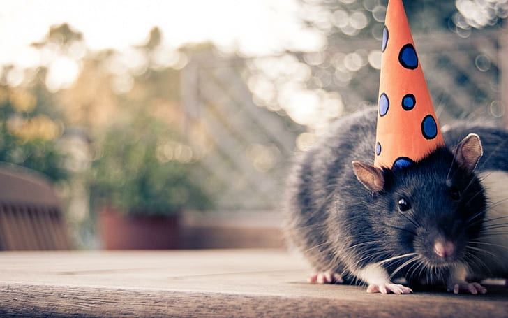 Mouse With Hat, black rodent with orange and blue polka dotted party hat, rodents, party, beautiful, cute, animals, sweet, mouse, adorable, HD wallpaper