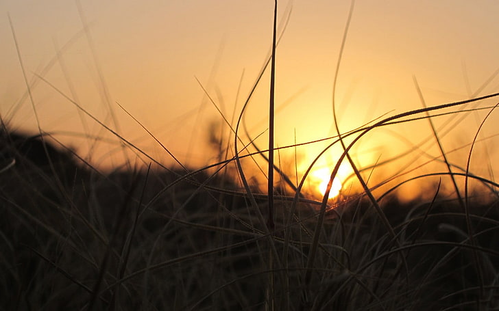 zielona trawa, trawa, zachód słońca, światło słoneczne, Tapety HD