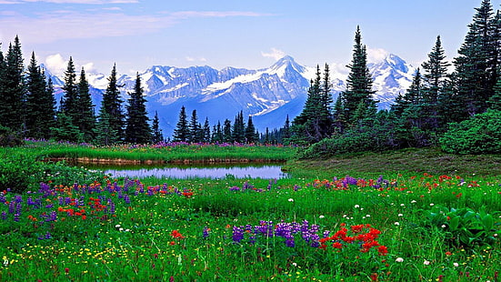 flores, lago, naturaleza, paisaje, Fondo de pantalla HD HD wallpaper