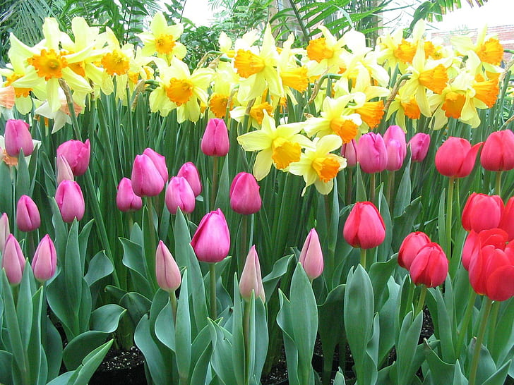 Tulipas narcisos, narcisos amarelos, tulipas vermelhas, jardim, rosa, 3d e abstrato, HD papel de parede