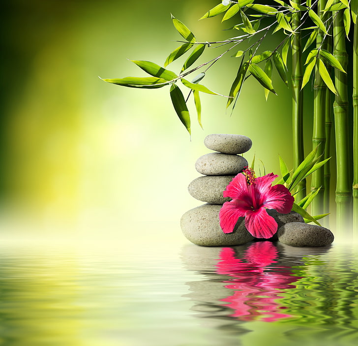 gray stones near hibiscus, flower, water, stones, bamboo, orchid, reflection, spa, zen, HD wallpaper