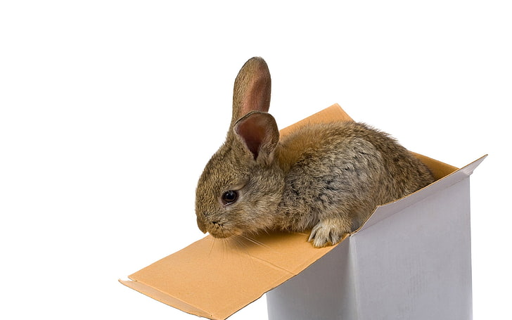 gray rabbit, rabbit, box, ears, climb, HD wallpaper