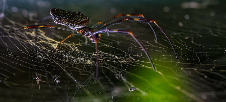 laba-laba, sarang laba-laba, Wallpaper HD