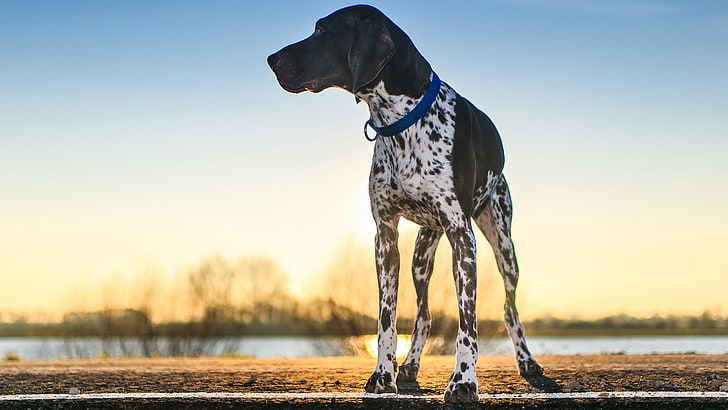 images of german shorthaired pointer dog, HD wallpaper