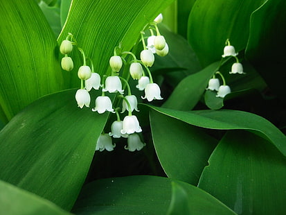 weiße Maiglöckchenblume, Blumen, Muguet, Grün, weiß, HD-Hintergrundbild HD wallpaper