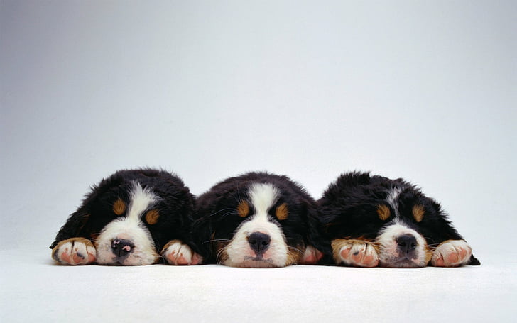 Dogs, Sennenhund, Bernese Mountain Dog, Dog, Puppy, HD wallpaper