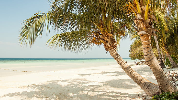 beach, tropics, sandy beach, palm tree, tree, sea, shore, sky, vacation, summertime, travel, sand, coast, summer, seashore, HD wallpaper