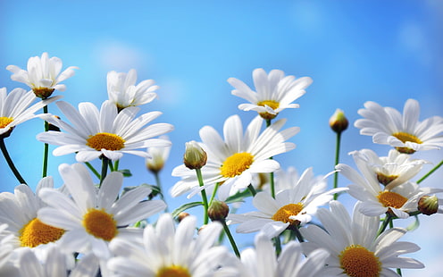 Fotografia kwiatów natury, stokrotki, płatki, błękitne niebo, natura, kwiaty, fotografia, stokrotki, płatki, niebieski, niebo, Tapety HD HD wallpaper