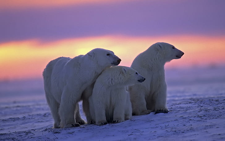 Polar Bear Family At Twilight, three polar bears, sunsets, bears, animals, polar bears, twilight, snow, HD wallpaper
