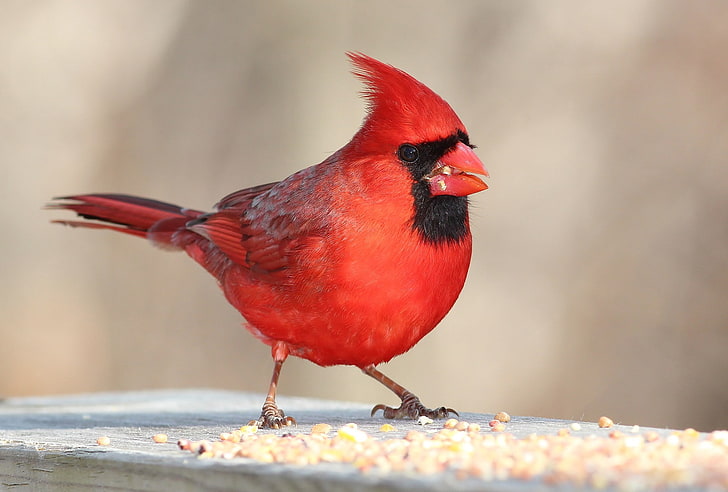 birds, Cardinals, HD wallpaper
